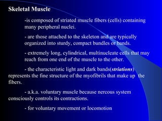Skeletal Muscle
-is composed of striated muscle fibers (cells) containing
many peripheral nuclei.
- are those attached to the skeleton and are typically
organized into sturdy, compact bundles or bands.
- extremely long, cylindrical, multinucleate cells that may
reach from one end of the muscle to the other.
- the characteristic light and dark bands(striations)
represents the fine structure of the myofibrils that make up the
fibers.
- a.k.a. voluntary muscle because nercous system
consciously controls its contractions.
- for voluntary movement or locomotion
 