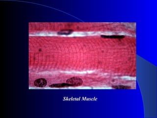 Skeletal Muscle
 