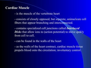 Cardiac Muscle
- is the muscle of the vertebrate heart
- consists of closely opposed, but separate, uninucleate cell
fibers that appear branching and interconnected.
- contains specialized cell junctions called Interlaced
Disks that allow ions to (action potential) to move quikly
from cell to cell.
- can be found in the walls of the heart
- as the walls of the heart contract, cardiac muscle tissue
propels blood onto the circulation; involuntary control.
 