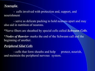 Neuroglia
- cells involved with protection and, support, and
nourishment
- serve as delicate packing to hold neurons apart and may
also aid in nutrition of neurons.
*Nerve fibers are sheathed by special cells called Schwann Cells.
*Nodes of Ranvier- marks the end of the Schwann call and the
beginning of another.
Peripheral Glial Cells
- cells that form sheaths and help protect, nourish,
and maintain the peripheral nervous system.
 