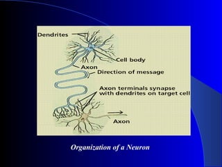Organization of a Neuron
 