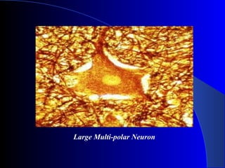 Large Multi-polar Neuron
 