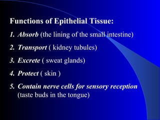 Functions of Epithelial Tissue:
1. Absorb (the lining of the small intestine)
2. Transport ( kidney tubules)
3. Excrete ( sweat glands)
4. Protect ( skin )
5. Contain nerve cells for sensory reception
(taste buds in the tongue)
 