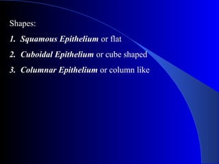 Shapes:
1. Squamous Epithelium or flat
2. Cuboidal Epithelium or cube shaped
3. Columnar Epithelium or column like
 