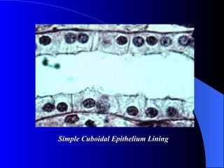 Simple Cuboidal Epithelium Lining 