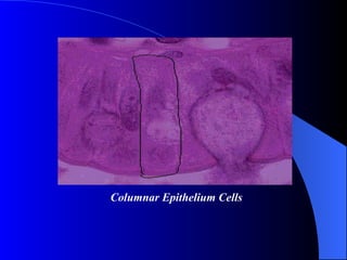 Columnar Epithelium Cells 