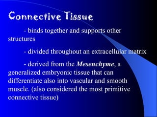 Connective Tissue - binds together and supports other  structures - divided throughout an extracellular matrix - derived from the  Mesenchyme , a  generalized embryonic tissue that can  differentiate also into vascular and smooth  muscle. (also considered the most primitive  connective tissue) 
