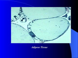 Adipose Tissue 