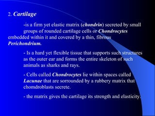 2.  Cartilage   -is a firm yet elastic matrix ( chondrin ) secreted by small  groups of rounded cartilage cells or  Chondrocytes   embedded within it and covered by a thin, fibrous  Perichondrium. - Is a hard yet flexible tissue that supports such structures  as the outer ear and forms the entire skeleton of such  animals as sharks and rays. - Cells called  Chondrocytes  lie within spaces called  Lacunae  that are sorrounded by a rubbery matrix that  chomdroblasts secrete. - the matrix gives the cartilage its strength and elasticity. 