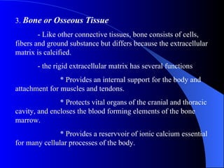 3.  Bone or Osseous Tissue - Like other connective tissues, bone consists of cells, fibers and ground substance but differs because the extracellular matrix is calcified. - the rigid extracellular matrix has several functions * Provides an internal support for the body and attachment for muscles and tendons. * Protects vital organs of the cranial and thoracic cavity, and encloses the blood forming elements of the bone marrow. * Provides a reservvoir of ionic calcium essential for many cellular processes of the body. 