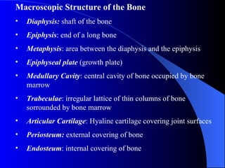 Macroscopic Structure of the Bone Diaphysis:  shaft of the bone Epiphysis : end of a long bone Metaphysis : area between the diaphysis and the epiphysis Epiphyseal plate  (growth plate) Medullary Cavity : central cavity of bone occupied by bone marrow  Trabeculae : irregular lattice of thin columns of bone sorrounded by bone marrow Articular Cartilage : Hyaline cartilage covering joint surfaces  Periosteum:  external covering of bone Endosteum : internal covering of bone 