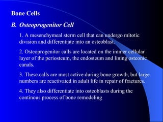 Bone Cells Osteoprogenitor Cell 1. A mesenchymeal sterm cell that can undergo mitotic division and differentiate into an osteoblast. 2. Osteoprogenitor calls are located on the immer cellular layer of the periosteum, the endosteum and lining osteonic canals. 3. These calls are most active during bone growth, but large numbers are reactivated in adult life in repair of fractures. 4. They also differentiate into osteoblasts during the continous process of bone remodeling 