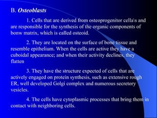 B.  Osteoblasts 1. Cells that are derived from osteoprogenitor cella\s and are responsible for the synthesis of the organic components of bonw matrix, which is called osteoid. 2. They are located on the surface of bone tissue and resemble epithelium. When the cells are active they have a cuboidal appearance; and when their activity declines, they flatten 3. They have the structure expected of cells that are actively engaged on protein synthesis, such as extensive rough ER, well developed Golgi complex and numerous secretory vesicles. 4. The cells have cytoplasmic processes that bring them in contact with neighboring cells. 