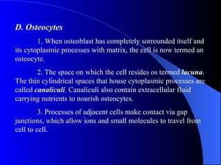 D. Osteocytes 1. When osteoblast has completely sorrounded itself and its cytoplasmic processes with matrix, the cell is now termed an osteocyte. 2. The space on which the cell resides os termed  lacuna . The thin cylindrical spaces that house cytoplasmic processes are called  canaliculi . Canaliculi also contain extracellular fluid carrying nutrients to nourish osteocytes. 3. Processes of adjacent cells make contact via gap junctions, which allow ions and small molecules to travel from cell to cell. 