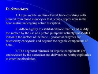 D.  Osteoclasts 1. Large, motile, multinucleated, bone-resorbing cells derived from blood monocytes that occupy depressions in the bone matrix undergoing active resorption. 2. Adhere tightly to established bone matrix and acidify the surface by the use of a proton pump that actively transports H ionsonto the surface of the bone. Lysosomal enzymes are released by exocytosis and degrade the organic components of bone. 3. The degraded minerals on organic components are endocytosed by the osteoclast and delivered to nearby capillaries to enter the circulation. 