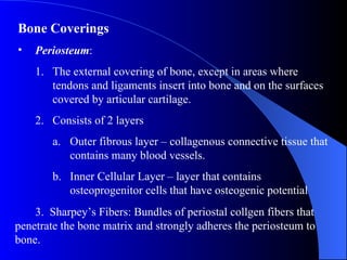 Bone Coverings Periosteum : The external covering of bone, except in areas where tendons and ligaments insert into bone and on the surfaces covered by articular cartilage. Consists of 2 layers Outer fibrous layer – collagenous connective tissue that contains many blood vessels. Inner Cellular Layer – layer that contains osteoprogenitor cells that have osteogenic potential 3.  Sharpey’s Fibers: Bundles of periostal collgen fibers that penetrate the bone matrix and strongly adheres the periosteum to bone. 