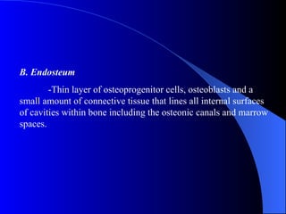 B. Endosteum -Thin layer of osteoprogenitor cells, osteoblasts and a small amount of connective tissue that lines all internal surfaces of cavities within bone including the osteonic canals and marrow spaces. 