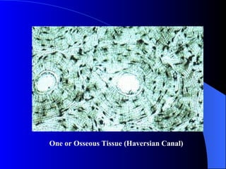 One or Osseous Tissue (Haversian Canal) 