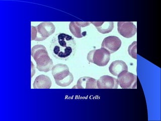 Red Blood Cells 