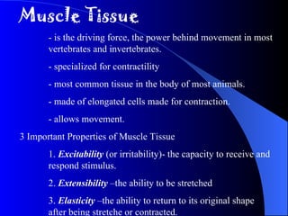 Muscle Tissue - is the driving force, the power behind movement in most  vertebrates and invertebrates. - specialized for contractility - most common tissue in the body of most animals. - made of elongated cells made for contraction. - allows movement. 3 Important Properties of Muscle Tissue 1.  Excitability  (or irritability)- the capacity to receive and  respond stimulus. 2.  Extensibility  –the ability to be stretched 3.  Elasticity  –the ability to return to its original shape  after being stretche or contracted. 