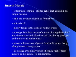 Smooth Muscle -  is formed of spindle –shaped cells, each containing a  single nucleus - cells are arranged closely to form sheets  - not striated - mostly found in the walls of hollow organs - are organized into sheets of muscle circling the wall of  the alimentary canal, blood vessels, respiratiry passages,  and urinary and genital ducts. - moves substances or objects( foodstuffs, urine,  baby)  along internal passageways - also called involuntary muscle because higher brain  centers do not control its contractions. 