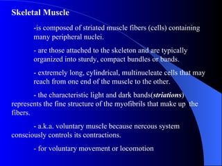Skeletal Muscle -is composed of striated muscle fibers (cells) containing  many peripheral nuclei. - are those attached to the skeleton and are typically  organized into sturdy, compact bundles or bands. - extremely long, cylindrical, multinucleate cells that may  reach from one end of the muscle to the other. - the characteristic light and dark bands( striations )  represents the fine structure of the myofibrils that make up  the fibers. - a.k.a. voluntary muscle because nercous system  consciously controls its contractions. - for voluntary movement or locomotion 