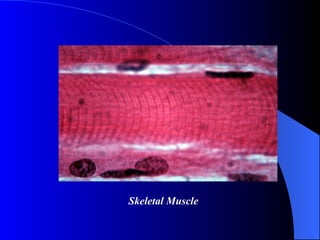 Skeletal Muscle 