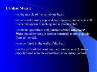 Cardiac Muscle - is the muscle of the vertebrate heart - consists of closely opposed, but separate, uninucleate cell  fibers that appear branching and interconnected. - contains specialized cell junctions called  Interlaced  Disks  that allow ions to (action potential) to move quikly  from cell to cell. -  can be found in the walls of the heart - as the walls of the heart contract, cardiac muscle tissue  propels blood onto the circulation; involuntary control. 