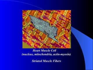 Striated Muscle Fibers Heart Muscle Cell  (nucleus, mitochondria, actin-myosin)   