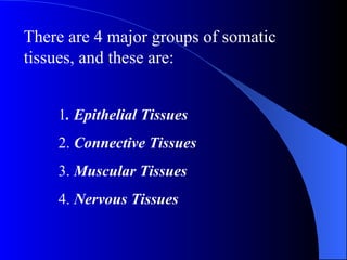 There are 4 major groups of somatic tissues, and these are: 1 . Epithelial Tissues 2.  Connective Tissues 3.  Muscular Tissues 4.  Nervous Tissues 
