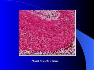 Heart Muscle Tissue 