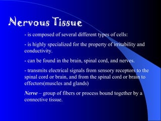 Nervous Tissue - is composed of several different types of cells: - is highly specialized for the property of irritability and  conductivity.  - can be found in the brain, spinal cord, and nerves. - transmits electrical signals from sensory receptors to the  spinal cord or brain, and from the spinal cord or brain to  effectors(muscles and glands) Nerve  – group of fibers or process bound together by a  connective tissue. 