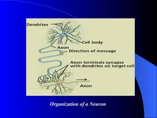 Organization of a Neuron 