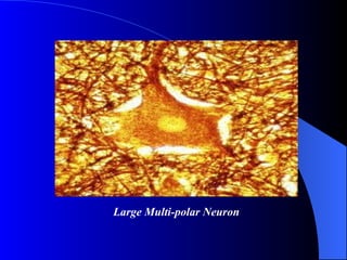   Large Multi-polar Neuron 