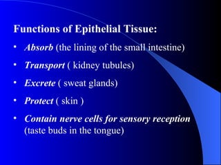 Functions of Epithelial Tissue: Absorb  (the lining of the small intestine) Transport  ( kidney tubules) Excrete  ( sweat glands) Protect  ( skin ) Contain nerve cells for sensory reception  (taste buds in the tongue) 