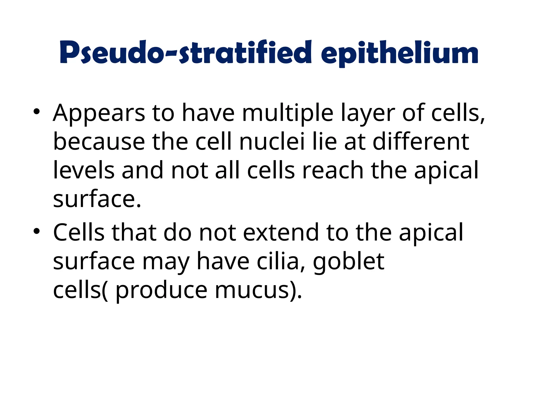 Pseudo-stratified epithelium
• Appears to have multiple layer of cells,
because the cell nuclei lie at different
levels and not all cells reach the apical
surface.
• Cells that do not extend to the apical
surface may have cilia, goblet
cells( produce mucus).
 