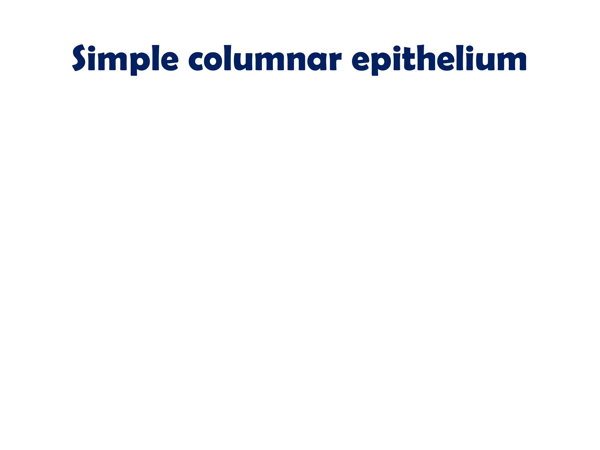 Simple columnar epithelium
 