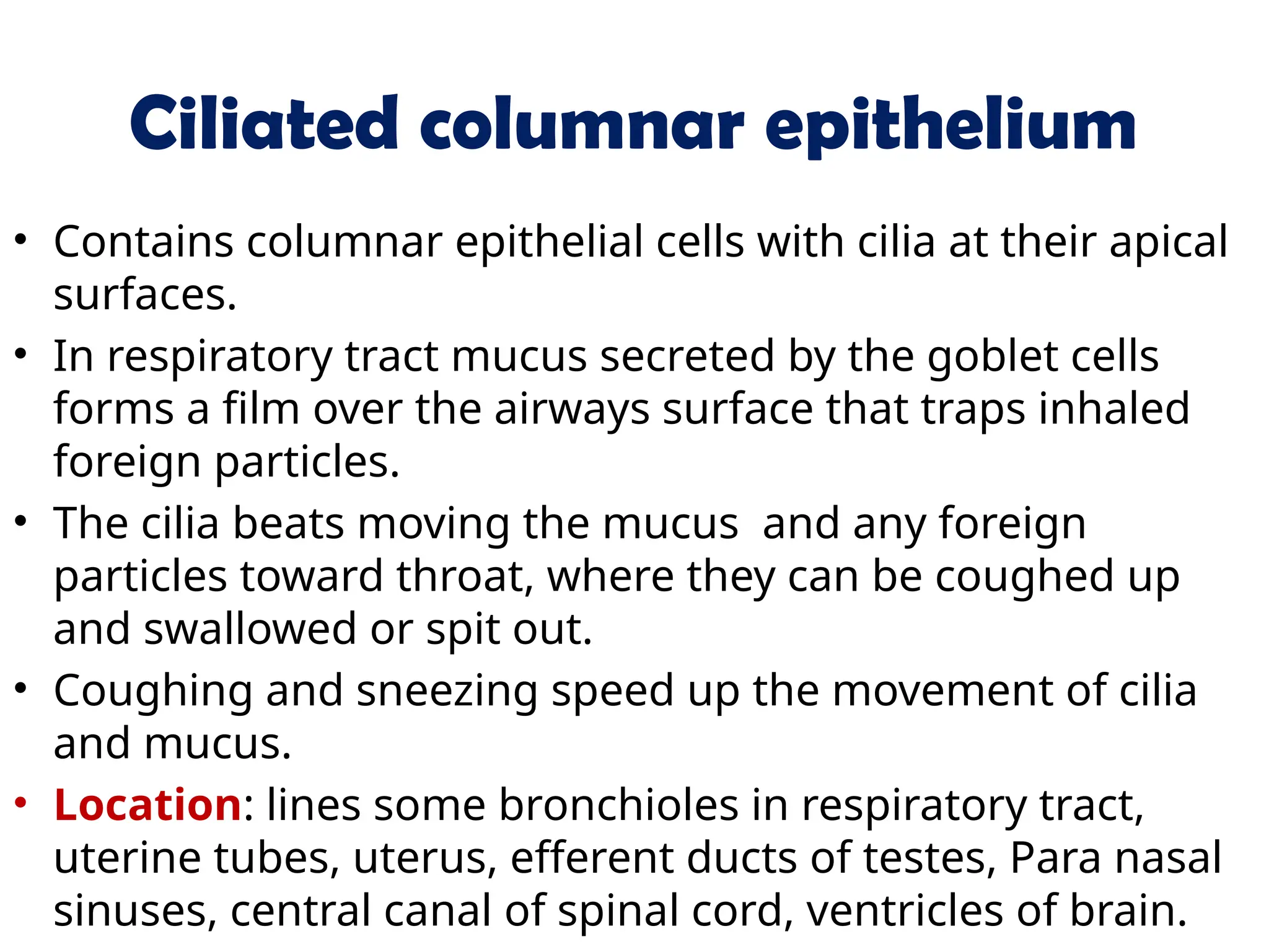 Ciliated columnar epithelium
• Contains columnar epithelial cells with cilia at their apical
surfaces.
• In respiratory tract mucus secreted by the goblet cells
forms a film over the airways surface that traps inhaled
foreign particles.
• The cilia beats moving the mucus and any foreign
particles toward throat, where they can be coughed up
and swallowed or spit out.
• Coughing and sneezing speed up the movement of cilia
and mucus.
• Location: lines some bronchioles in respiratory tract,
uterine tubes, uterus, efferent ducts of testes, Para nasal
sinuses, central canal of spinal cord, ventricles of brain.
 