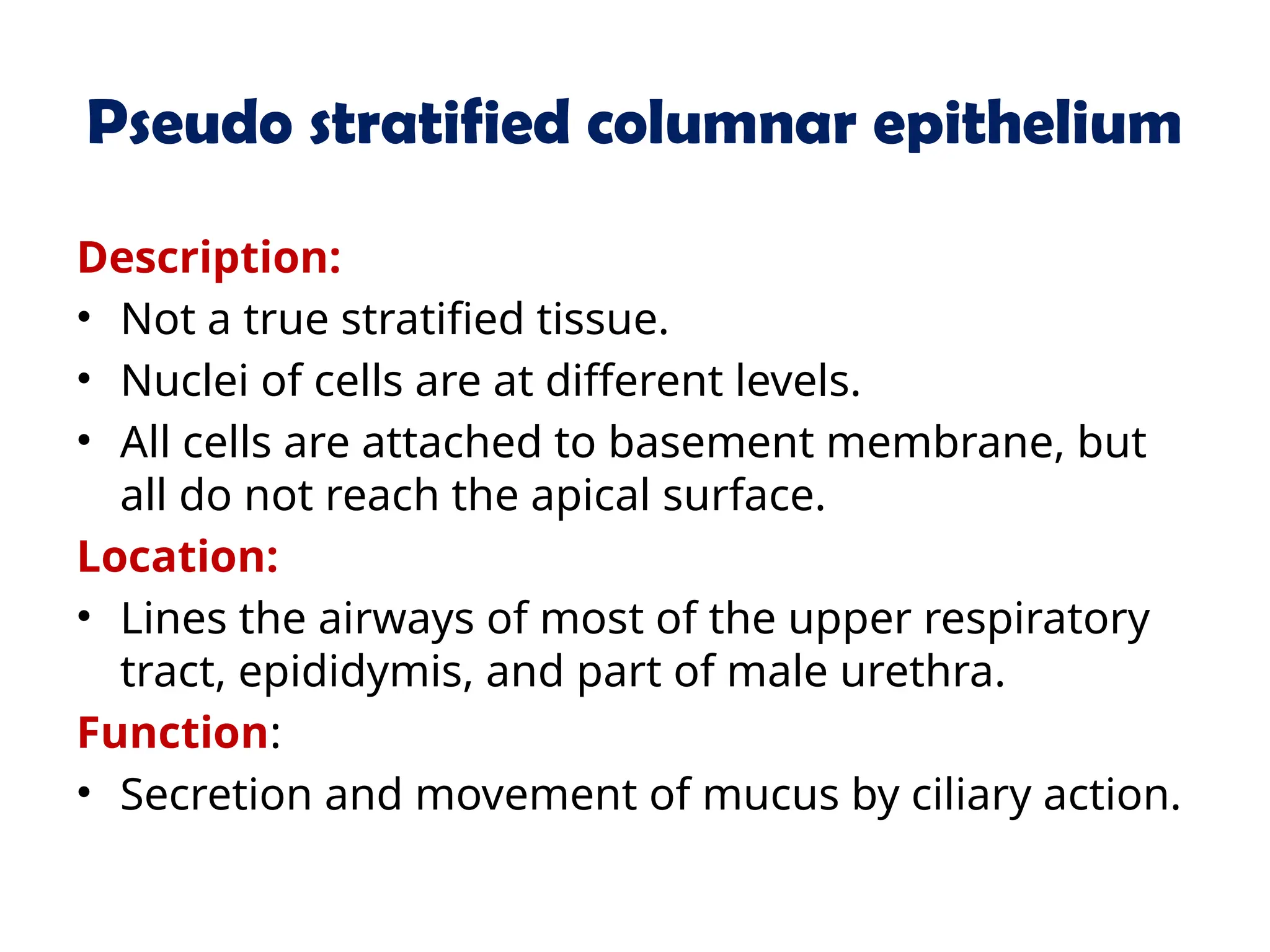 Pseudo stratified columnar epithelium
Description:
• Not a true stratified tissue.
• Nuclei of cells are at different levels.
• All cells are attached to basement membrane, but
all do not reach the apical surface.
Location:
• Lines the airways of most of the upper respiratory
tract, epididymis, and part of male urethra.
Function:
• Secretion and movement of mucus by ciliary action.
 