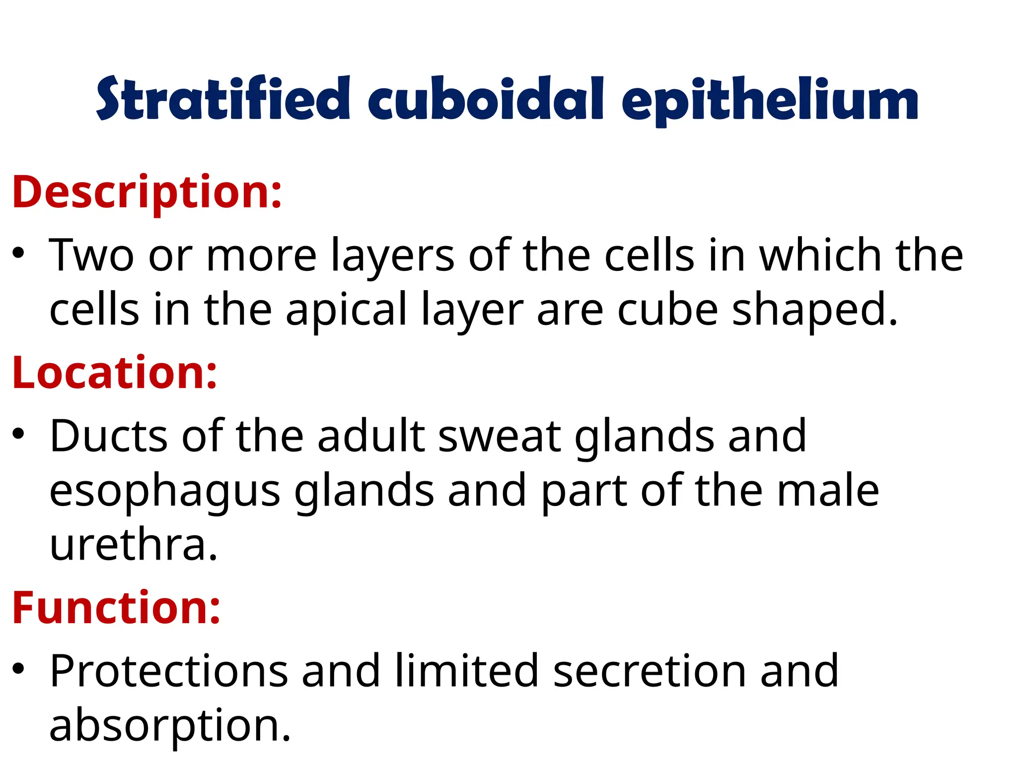 Stratified cuboidal epithelium
Description:
• Two or more layers of the cells in which the
cells in the apical layer are cube shaped.
Location:
• Ducts of the adult sweat glands and
esophagus glands and part of the male
urethra.
Function:
• Protections and limited secretion and
absorption.
 