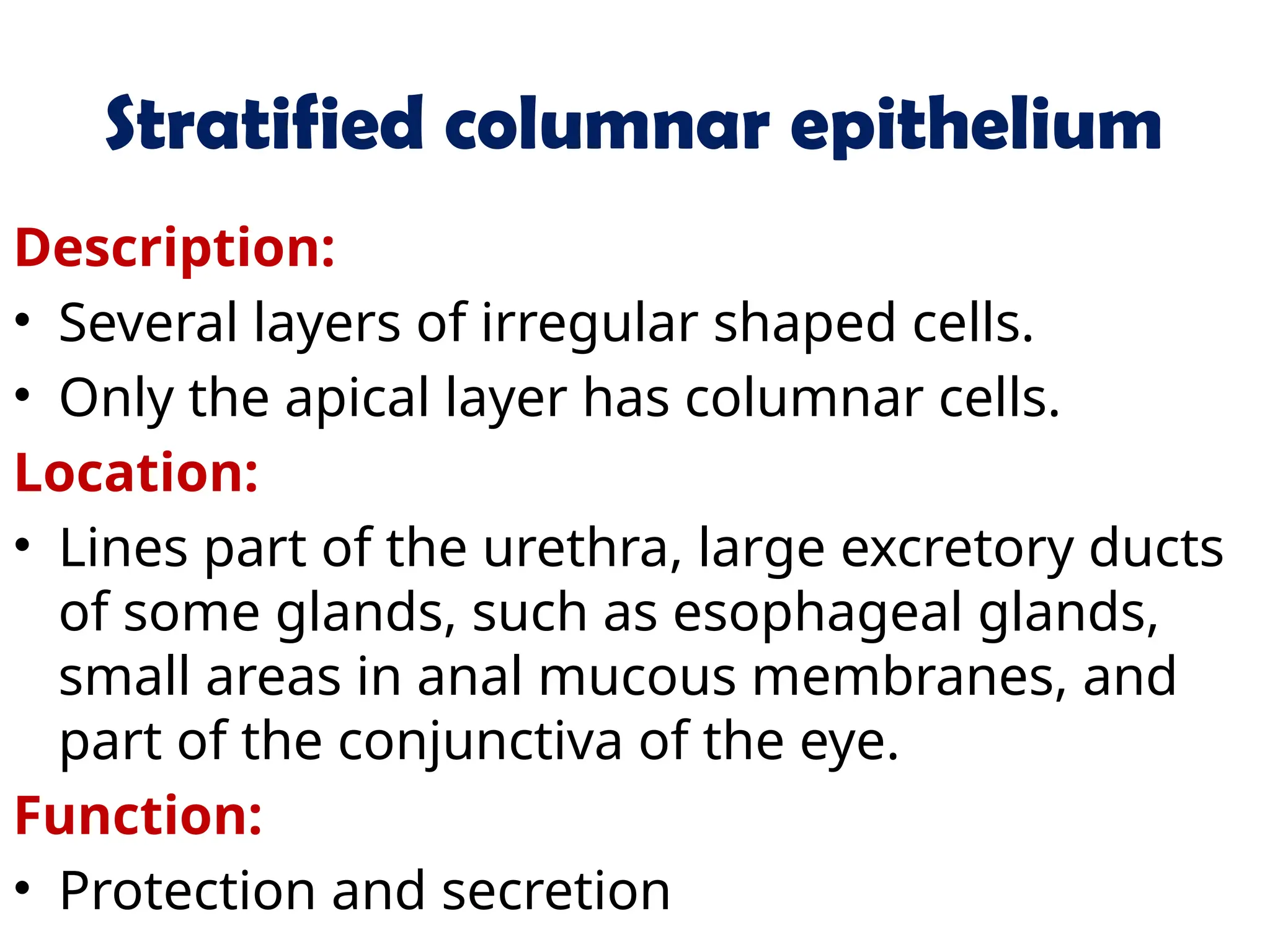 Stratified columnar epithelium
Description:
• Several layers of irregular shaped cells.
• Only the apical layer has columnar cells.
Location:
• Lines part of the urethra, large excretory ducts
of some glands, such as esophageal glands,
small areas in anal mucous membranes, and
part of the conjunctiva of the eye.
Function:
• Protection and secretion
 