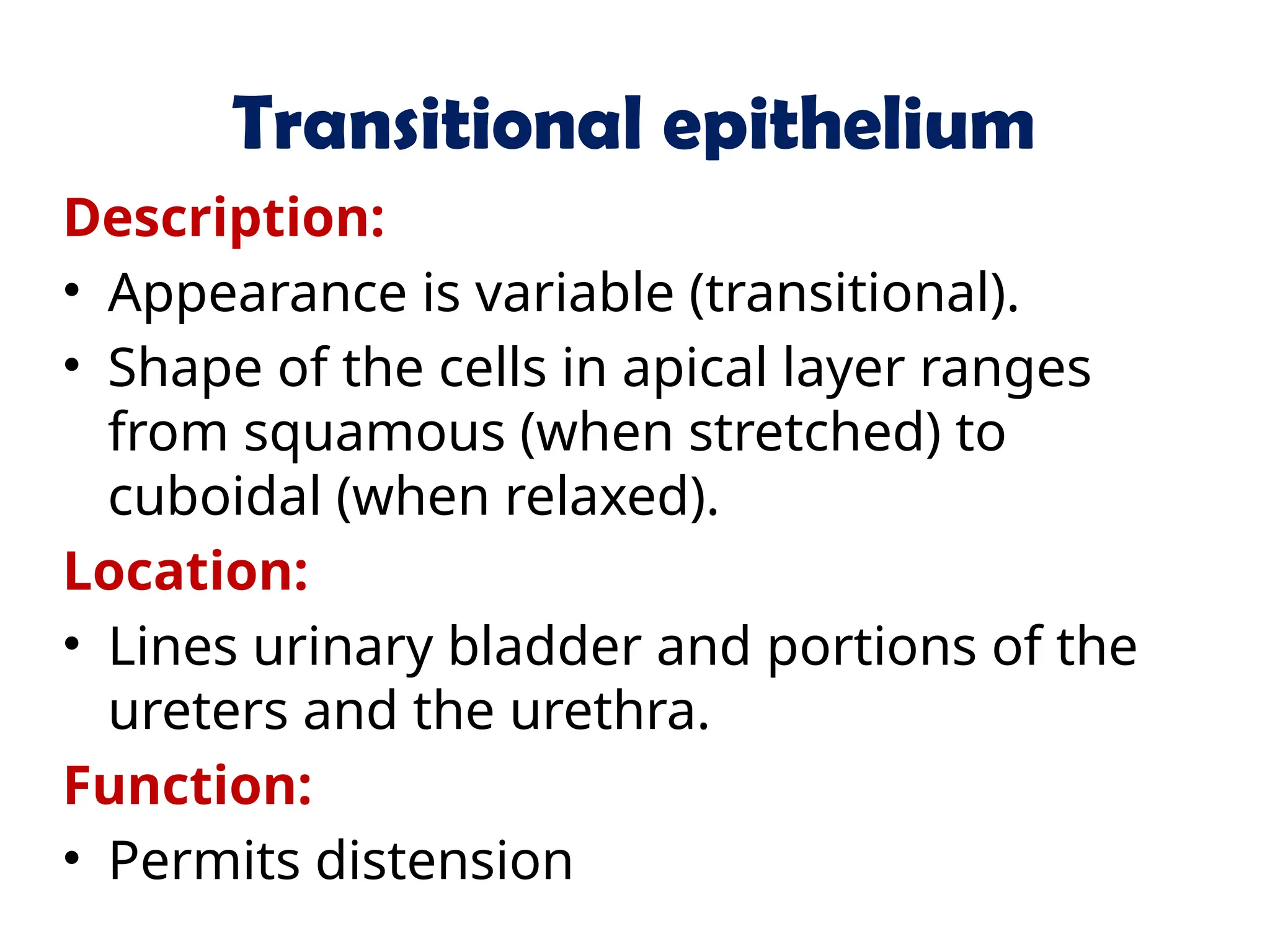 Transitional epithelium
Description:
• Appearance is variable (transitional).
• Shape of the cells in apical layer ranges
from squamous (when stretched) to
cuboidal (when relaxed).
Location:
• Lines urinary bladder and portions of the
ureters and the urethra.
Function:
• Permits distension
 