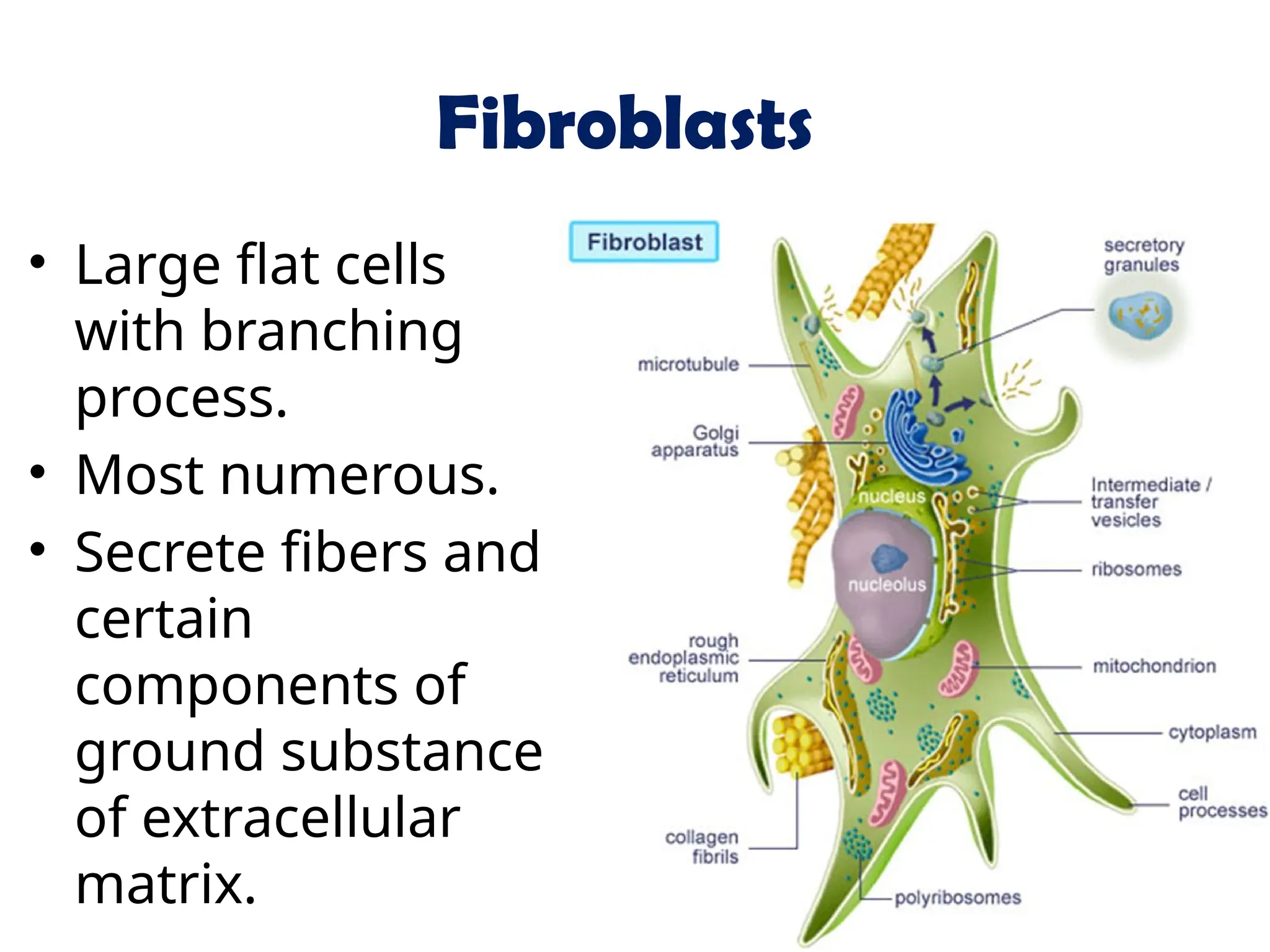 Fibroblasts
• Large flat cells
with branching
process.
• Most numerous.
• Secrete fibers and
certain
components of
ground substance
of extracellular
matrix.
 