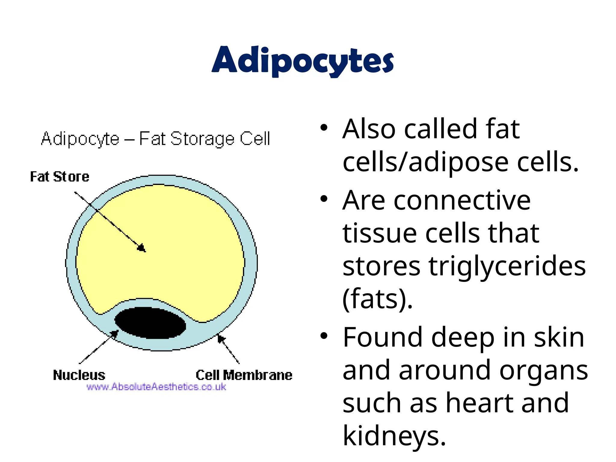 Adipocytes
• Also called fat
cells/adipose cells.
• Are connective
tissue cells that
stores triglycerides
(fats).
• Found deep in skin
and around organs
such as heart and
kidneys.
 