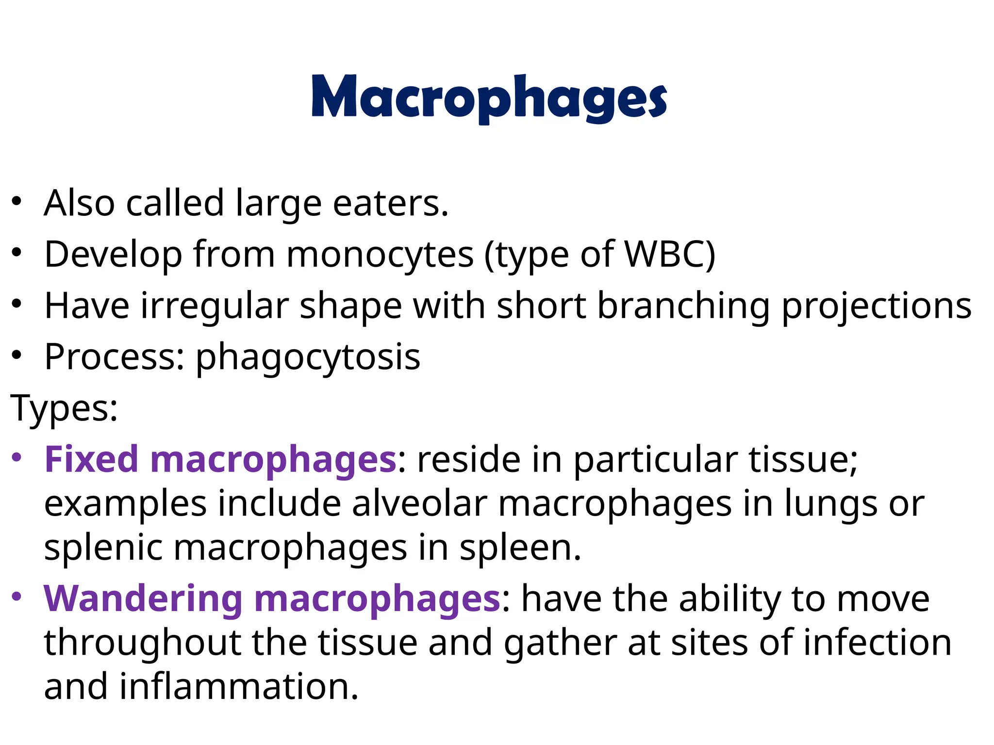Macrophages
• Also called large eaters.
• Develop from monocytes (type of WBC)
• Have irregular shape with short branching projections
• Process: phagocytosis
Types:
• Fixed macrophages: reside in particular tissue;
examples include alveolar macrophages in lungs or
splenic macrophages in spleen.
• Wandering macrophages: have the ability to move
throughout the tissue and gather at sites of infection
and inflammation.
 