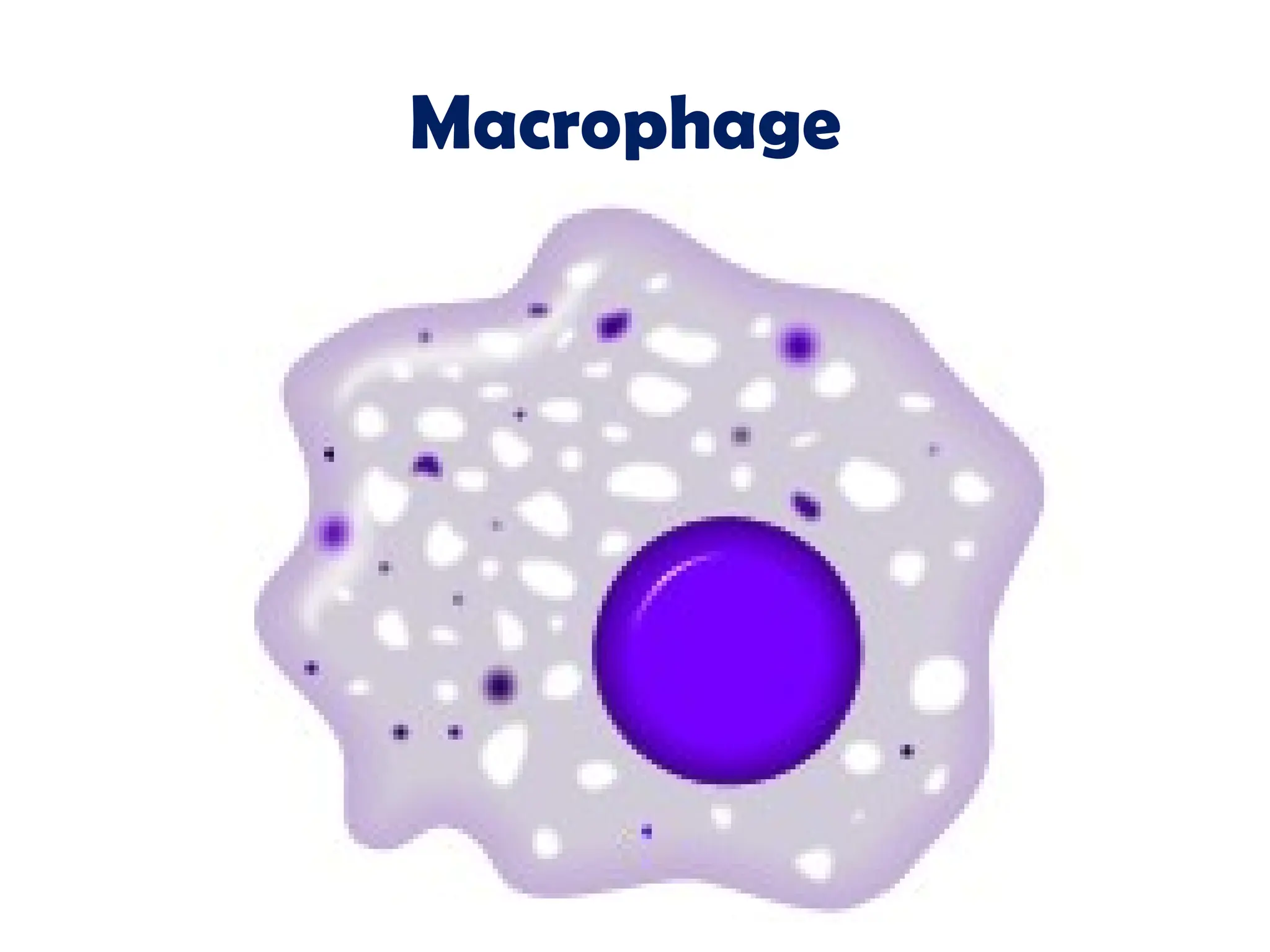 Macrophage
 