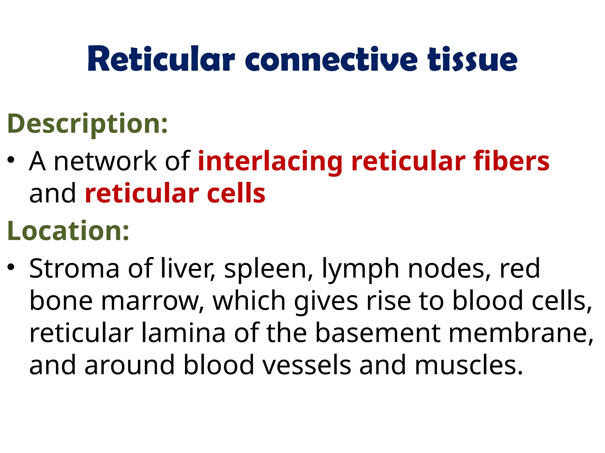 Reticular connective tissue
Description:
• A network of interlacing reticular fibers
and reticular cells
Location:
• Stroma of liver, spleen, lymph nodes, red
bone marrow, which gives rise to blood cells,
reticular lamina of the basement membrane,
and around blood vessels and muscles.
 