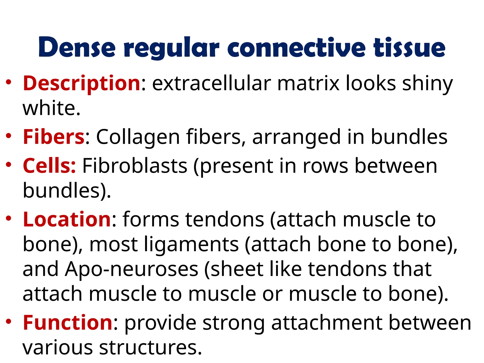 Dense regular connective tissue
• Description: extracellular matrix looks shiny
white.
• Fibers: Collagen fibers, arranged in bundles
• Cells: Fibroblasts (present in rows between
bundles).
• Location: forms tendons (attach muscle to
bone), most ligaments (attach bone to bone),
and Apo-neuroses (sheet like tendons that
attach muscle to muscle or muscle to bone).
• Function: provide strong attachment between
various structures.
 