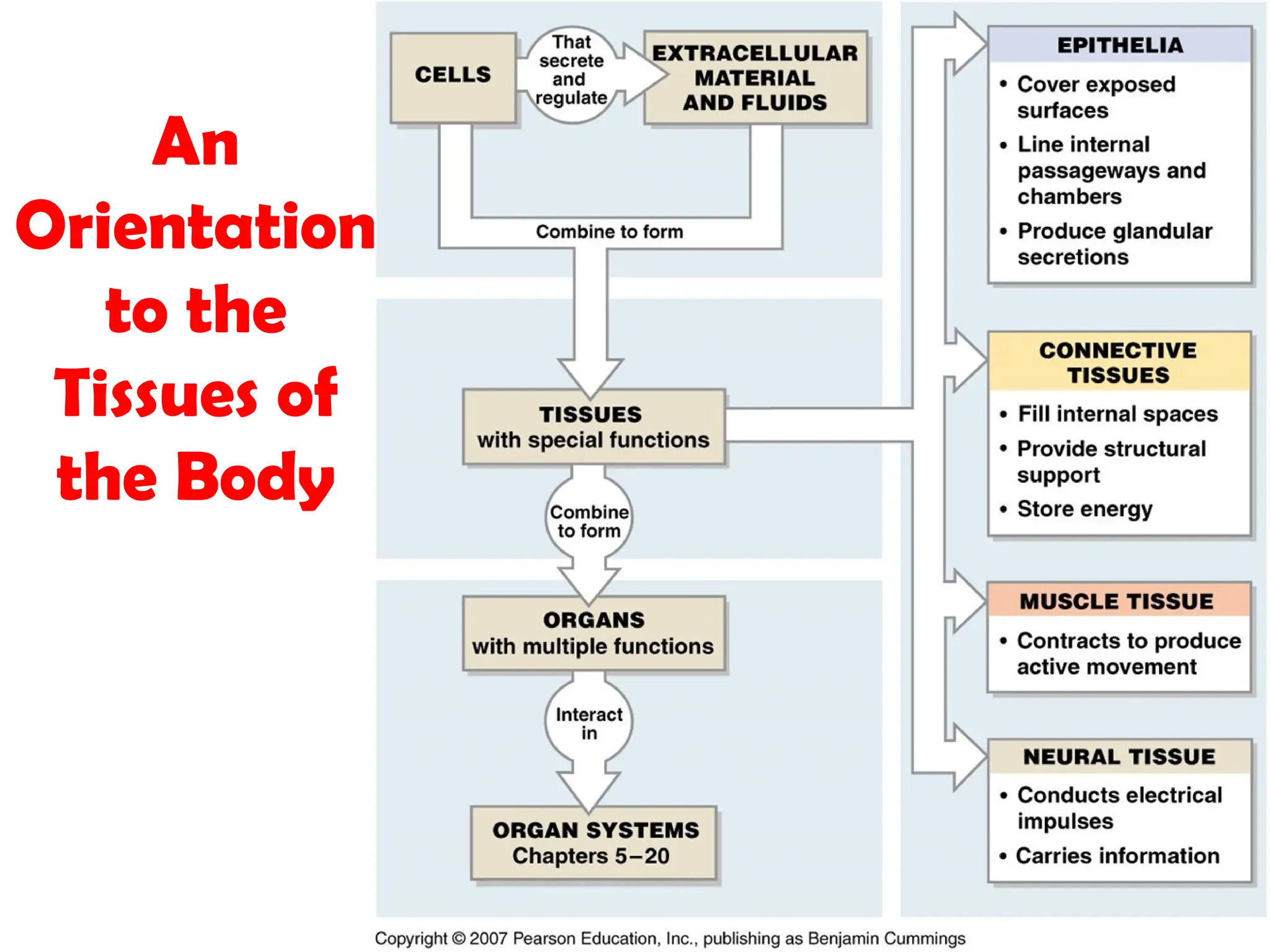 An
Orientation
to the
Tissues of
the Body
 