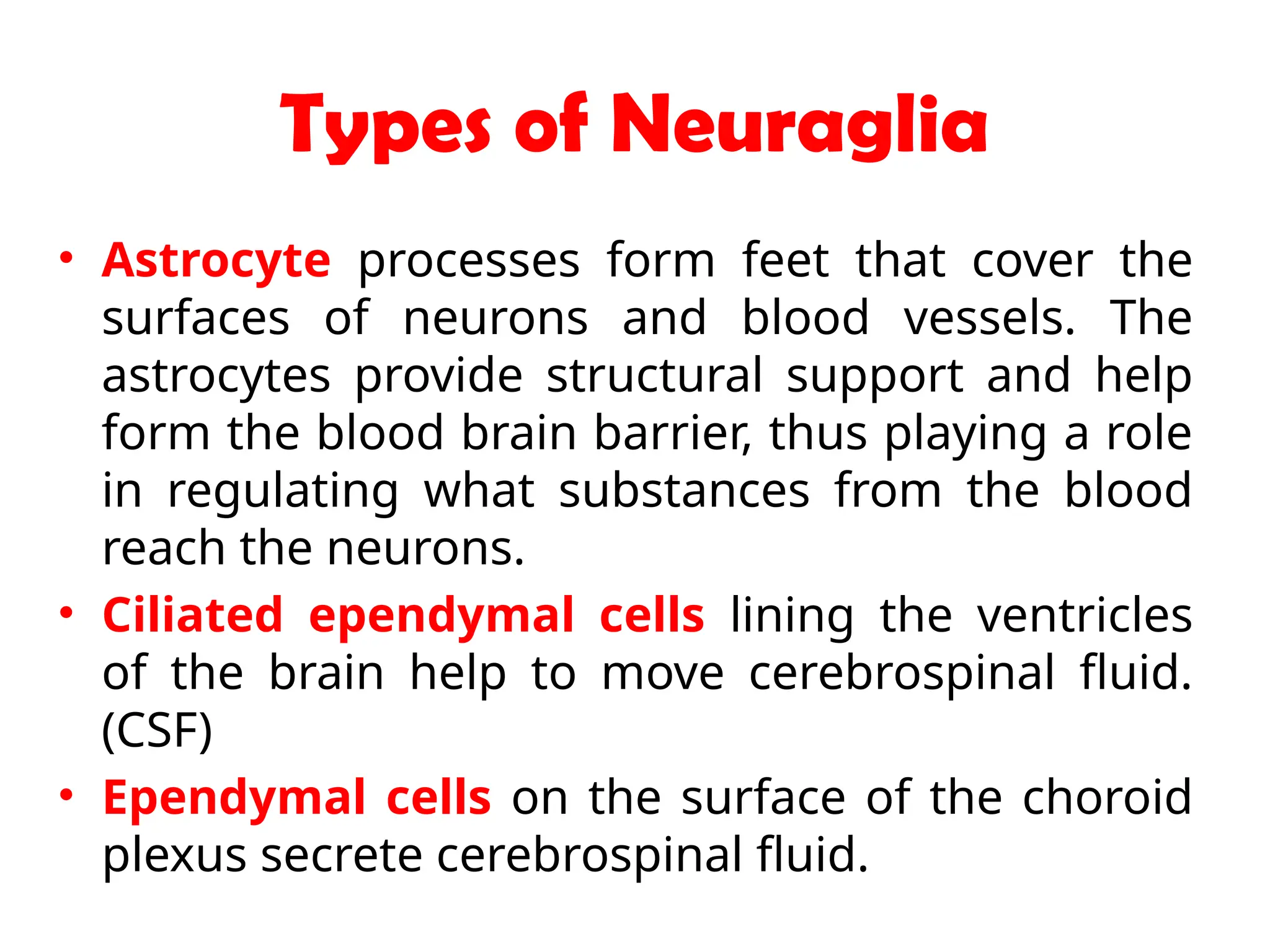 Types of Neuraglia
• Astrocyte processes form feet that cover the
surfaces of neurons and blood vessels. The
astrocytes provide structural support and help
form the blood brain barrier, thus playing a role
in regulating what substances from the blood
reach the neurons.
• Ciliated ependymal cells lining the ventricles
of the brain help to move cerebrospinal fluid.
(CSF)
• Ependymal cells on the surface of the choroid
plexus secrete cerebrospinal fluid.
 